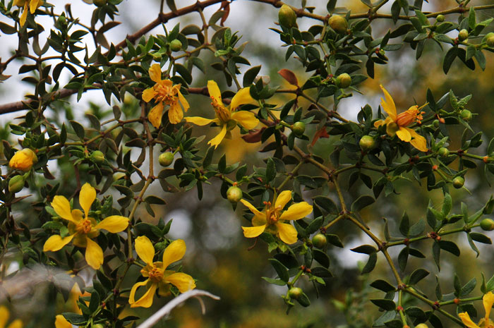 Creosote Bush grows to a maximum height of 12 feet in elevations usually below 5,000 feet and prefers desert scrub habitats. Larrea tridentata 